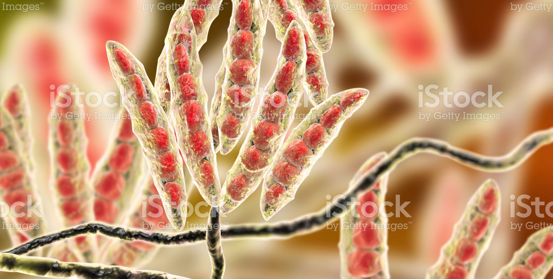 Mycotoxins